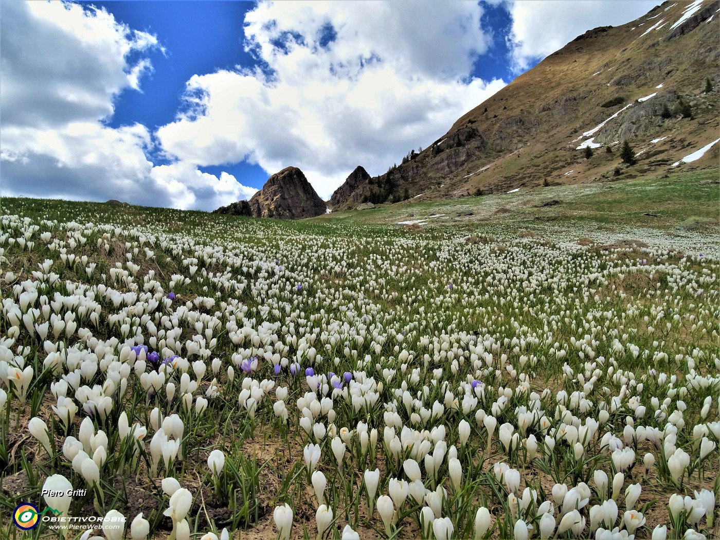 84 Crocus in attesa del sole .JPG